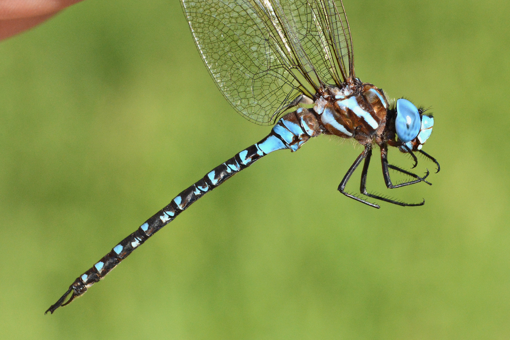 Spatterdock Darner