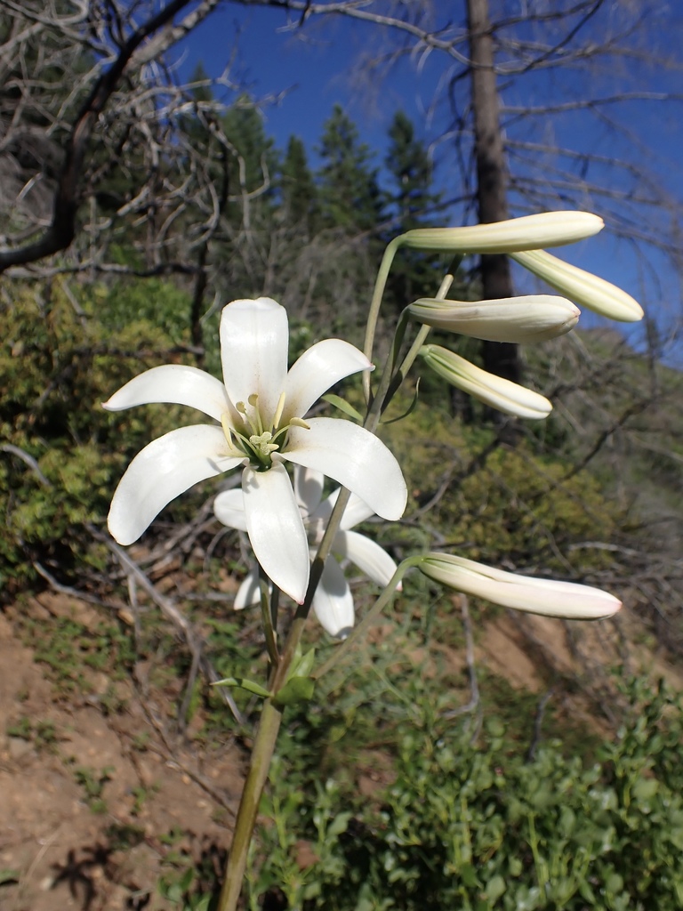 Azucenas (Género Lilium) · NaturaLista Mexico