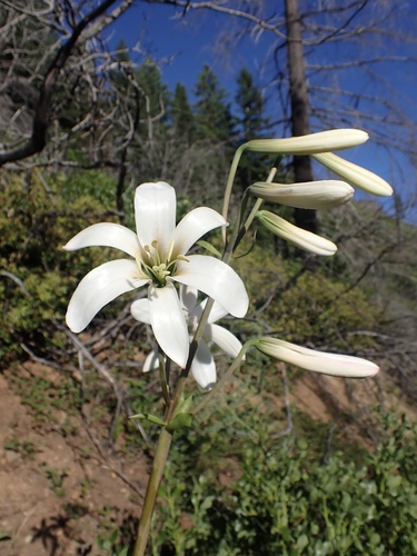 Azucenas (Género Lilium) · NaturaLista Mexico