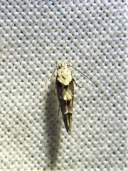 Mompha murtfeldtella