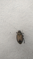 Osmoderma eremicola