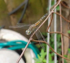 Pachydiplax longipennis