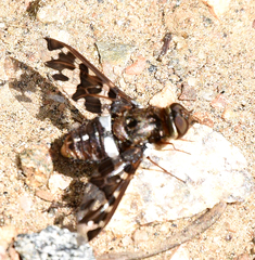 Exoprosopa caliptera