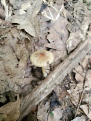 Inocybe margaritispora