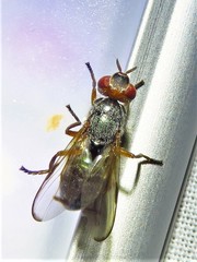 Senopterina caerulescens