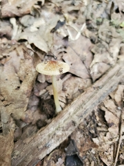 Inocybe margaritispora