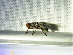 Senopterina caerulescens