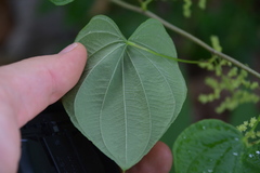 Dioscorea villosa