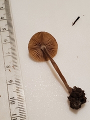 Inocybe margaritispora