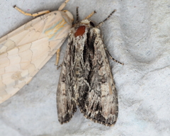 Apamea cariosa