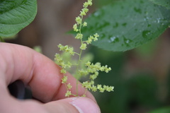 Dioscorea villosa