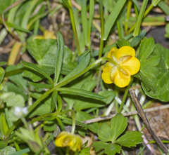 Ranunculus auricomus