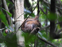 Sciurus deppei