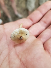 Pseudosperma friabile