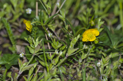 Ranunculus auricomus