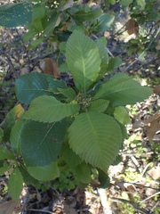 Quercus sadleriana
