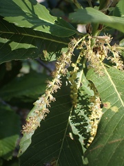 Quercus sadleriana