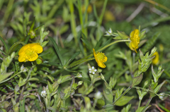 Ranunculus auricomus