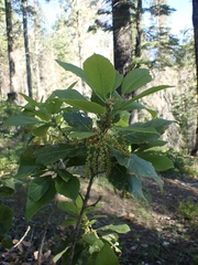 Quercus sadleriana