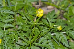 Ranunculus auricomus