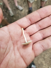 Pseudosperma friabile