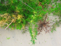 Acanthocarpus preissii