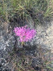 Zeltnera beyrichii