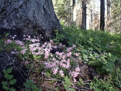 Phlox adsurgens