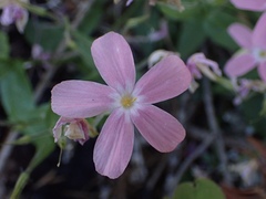 Phlox adsurgens