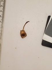 Pseudosperma friabile