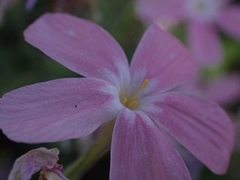 Phlox adsurgens