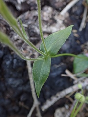 Phlox adsurgens