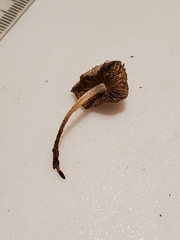 Pseudosperma friabile