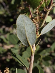 Quercus vacciniifolia