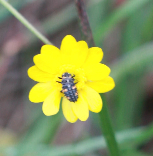 Coccinellidae