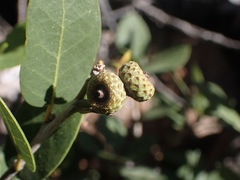 Quercus vacciniifolia