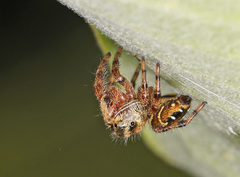 Phidippus clarus