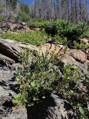 Quercus vacciniifolia