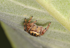 Phidippus clarus