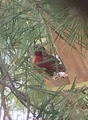 Haemorhous mexicanus