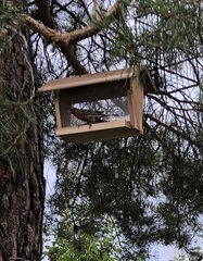 Haemorhous mexicanus