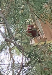 Haemorhous mexicanus