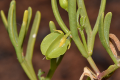 Roepera aurantiaca aurantiaca