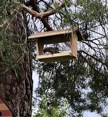 Haemorhous mexicanus