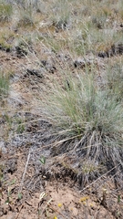 Festuca idahoensis