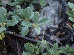 Ceanothus prostratus