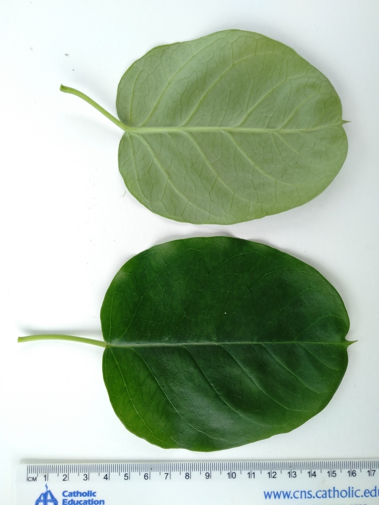 Gymnema longipedicellatum