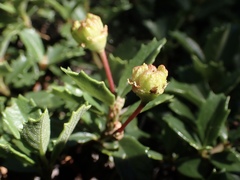 Ceanothus prostratus