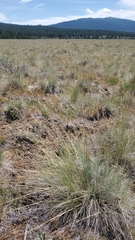 Festuca idahoensis