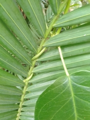 Gymnema longipedicellatum